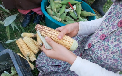 Seara Madura 🌽  Vigílias em Capitólio